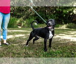 Small #3 American Pit Bull Terrier Mix
