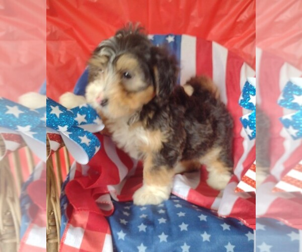 Medium Photo #1 Aussiedoodle Miniature  Puppy For Sale in PARKER, PA, USA