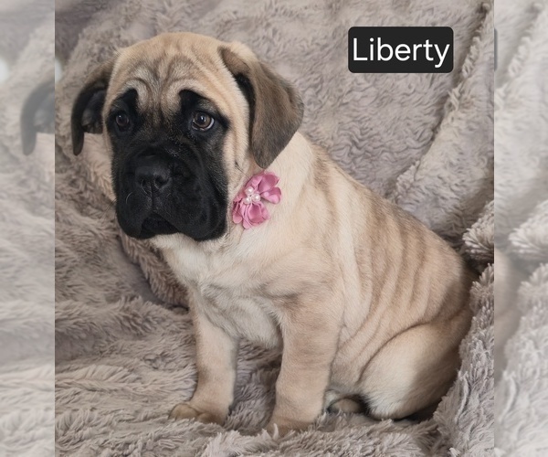 Medium Photo #1 Cane Corso Puppy For Sale in MINERAL WELLS, WV, USA