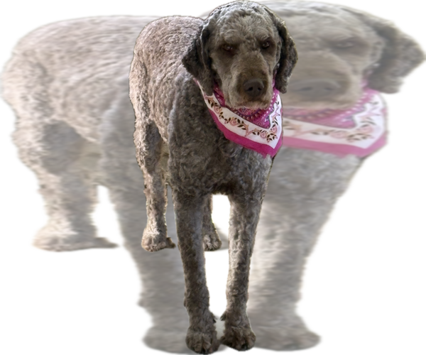 Medium Photo #1 Golden Mountain Doodle Puppy For Sale in PHILIPPI, WV, USA