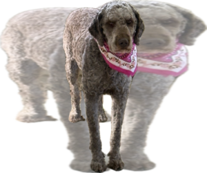 Mother of the Golden Mountain Doodle puppies born on 03/04/2026