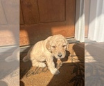 Puppy Orange Collar Goldendoodle-Poodle (Standard) Mix
