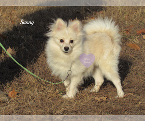 Pomeranian Puppy for sale in ELKLAND, MO, USA