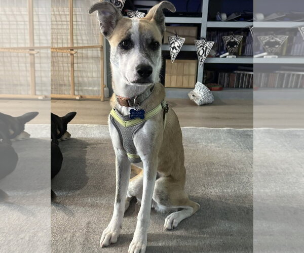 Medium Photo #2 Mutt Puppy For Sale in Corona, CA, USA