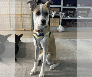 Benjamin - Male Mutt Dog for Adoption - Photo #2