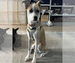 Small Photo #2 Mutt Puppy For Sale in Corona, CA, USA