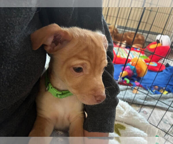 Medium Photo #4 Chihuahua-Unknown Mix Puppy For Sale in Andover, MN, USA