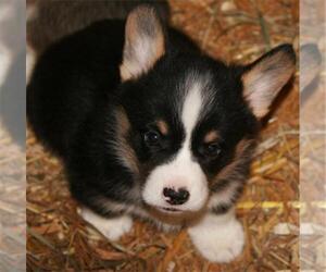 Pembroke Welsh Corgi Puppy for sale in WOODMAN, WI, USA