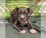 Small American Staffordshire Terrier Mix