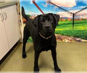 Labrador Retriever-Unknown Mix Dogs for adoption in Moreno Valley, CA, USA
