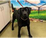 Small Labrador Retriever Mix