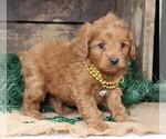 Small #9 Cavapoo