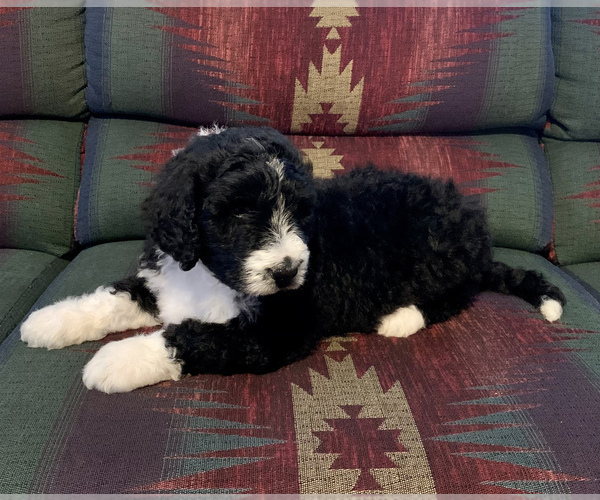 Medium Photo #6 Bernedoodle Puppy For Sale in REBERSBURG, PA, USA