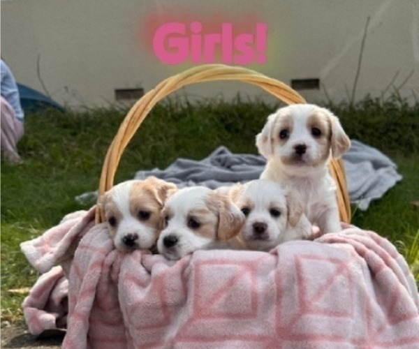 Medium Photo #2 Cavapoo (Miniature)-Maltipoo (Miniature) Mix Puppy For Sale in OROVILLE, CA, USA