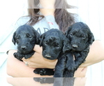 Small Photo #27 Labradoodle Puppy For Sale in ROCKY MOUNT, NC, USA