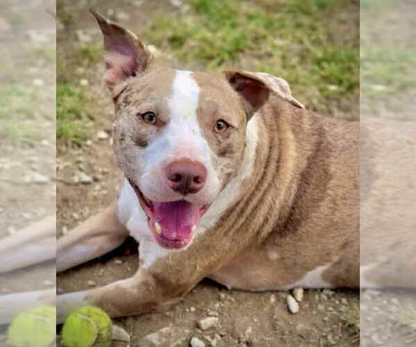 Medium Photo #2 American Pit Bull Terrier Puppy For Sale in Crandall, GA, USA