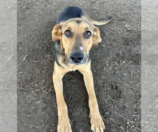 Medium Photo #2 German Shepherd Dog-Unknown Mix Puppy For Sale in Bakersfield, CA, USA