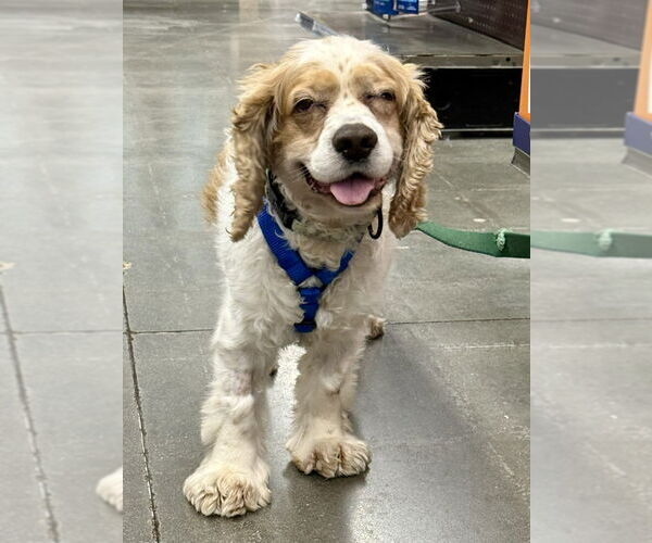 Medium Photo #2 Cocker Spaniel Puppy For Sale in Lee's Summit, MO, USA