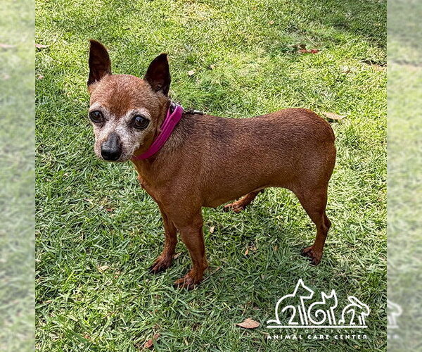 Medium Photo #1 Miniature Pinscher Puppy For Sale in Irvine, CA, USA
