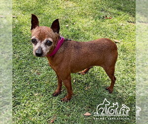 Miniature Pinscher Dogs for adoption in Irvine, CA, USA