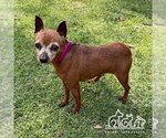 Small Miniature Pinscher