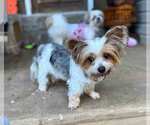 Small Photo #2 Mutt Puppy For Sale in Kennesaw, GA, USA