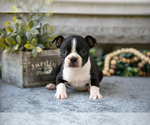 Puppy 7 Boston Terrier