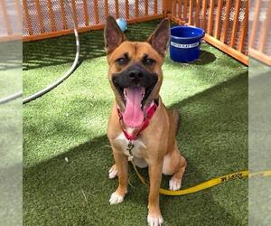 Black Mouth Cur-Unknown Mix Dogs for adoption in Las Vegas, NV, USA