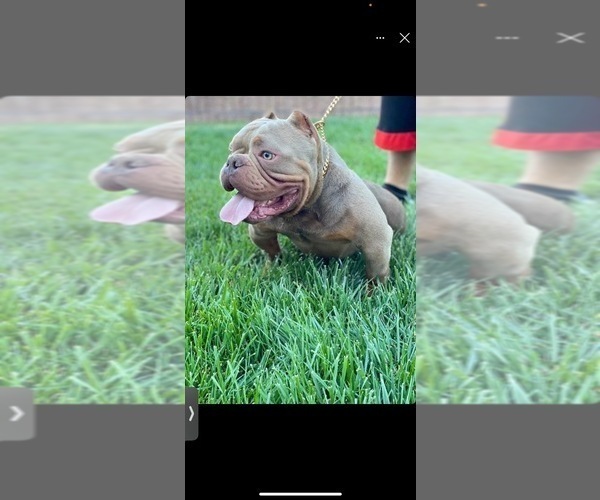 Medium Photo #1 American Bully Puppy For Sale in ROGERS PARK, IL, USA