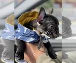 Small Photo #4 French Bulldog Puppy For Sale in SAN LEANDRO, CA, USA