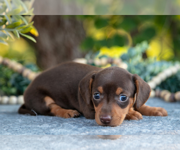 Medium Photo #4 Dachshund Puppy For Sale in ROME CITY, IN, USA