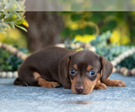 Small #2 Dachshund