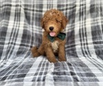 Small #6 Aussiedoodle Miniature 