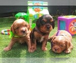 Small Photo #12 Australian Shepherd-Cavalier King Charles Spaniel Mix Puppy For Sale in HOWLAND, OH, USA