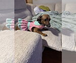 Small #2 Dachshund