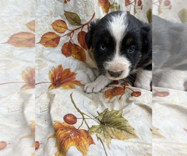 Medium Photo #4 Australian Shepherd Puppy For Sale in COTOPAXI, CO, USA