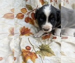 Small Photo #36 Australian Shepherd Puppy For Sale in COTOPAXI, CO, USA