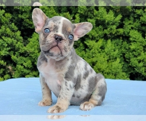 French Bulldog Puppy for sale in BOSTON, MA, USA