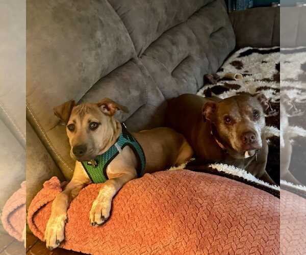 Medium Photo #10 Mutt Puppy For Sale in Holly Springs, NC, USA