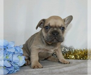 French Bulldog Puppy for sale in FREDERICKSBG, OH, USA
