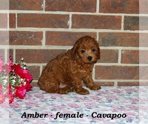 Cavapoo-Poodle (Toy) Mix Puppy for sale in CLARKRANGE, TN, USA