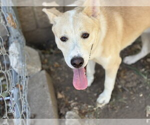 German Shepherd Dog-Unknown Mix Dogs for adoption in Tulsa, OK, USA
