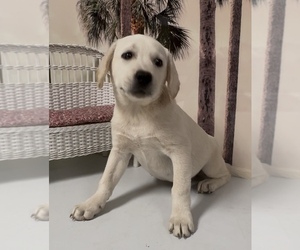 Medium Labrador Retriever
