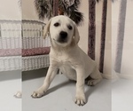 Puppy Tank Labrador Retriever