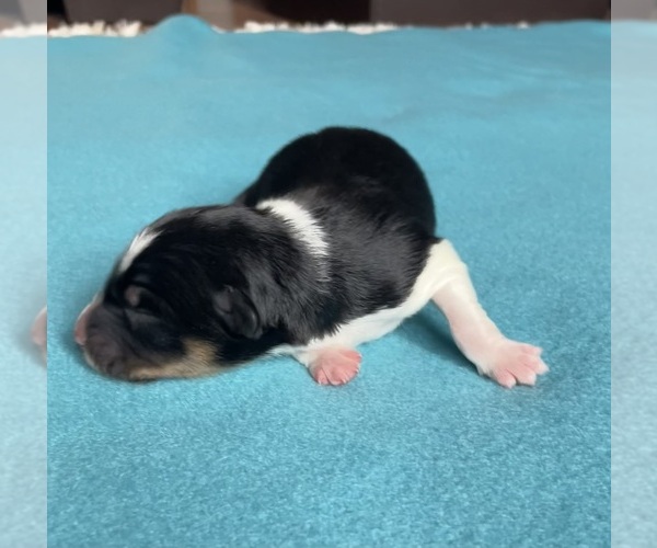 Medium Photo #1 Border Collie-Papillon Mix Puppy For Sale in CULPEPER, VA, USA