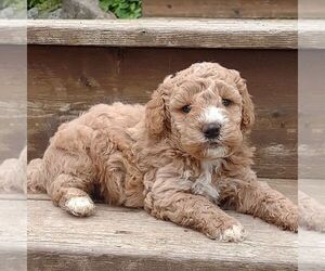 Goldendoodle-Poodle (Miniature) Mix Puppy for sale in STANLEY, WI, USA