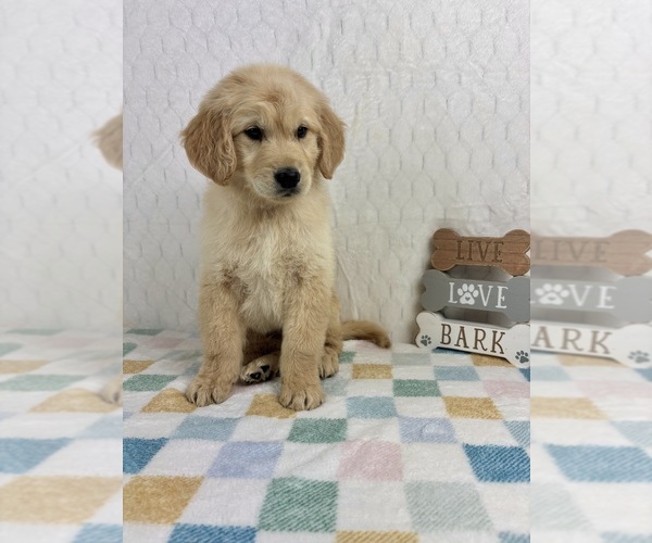 Medium Photo #5 Golden Retriever Puppy For Sale in INDIANAPOLIS, IN, USA