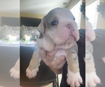 Small Photo #7 English Bulldog Puppy For Sale in SANTA CLARITA, CA, USA
