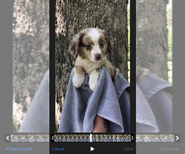 Medium Photo #8 Australian Shepherd Puppy For Sale in SEYMOUR, MO, USA
