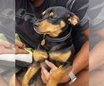 Small #1 Chiweenie